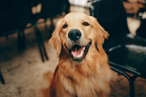 Have You Been Introduced? Pet Estate Planning: The Emerging Trend Among Pet Lovers